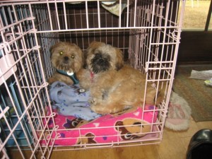 Bonnie Lyn Smith's two 3/4 Shih Tzu, 1/4 Brussels Griffon dogs