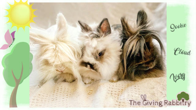 The Giving Rabbitry with Ivory